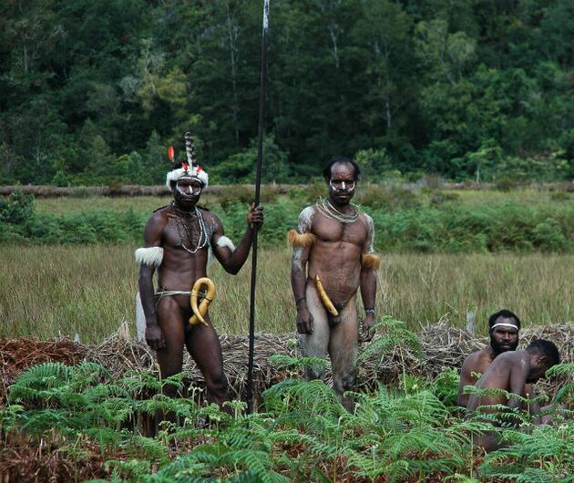 aborigines with enlarged members